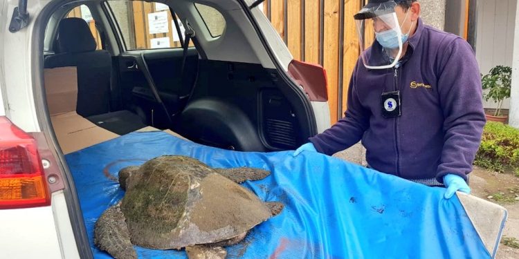 En Quintero rescatan a tortuga con síndrome de boyantes por posible consumo de plástico