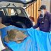 En Quintero rescatan a tortuga con síndrome de boyantes por posible consumo de plástico
