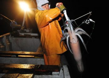 Ley de la jibia: Bancada Radical pide a Mesa de la Cámara pronunciarse formalmente ante el TC y defender institucionalidad