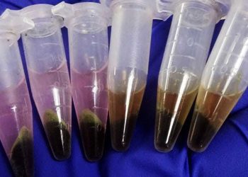 Macroalgas antárticas podrían tolerar el aumento de temperatura del mar debido al Cambio Climático según estudio hecho en la UPLA