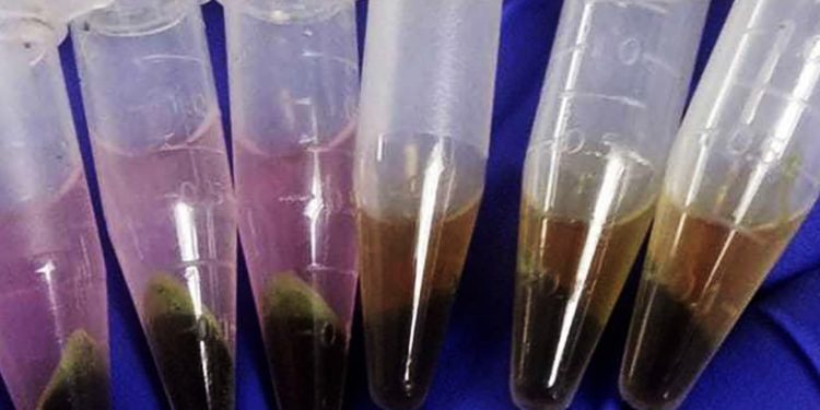 Macroalgas antárticas podrían tolerar el aumento de temperatura del mar debido al Cambio Climático según estudio hecho en la UPLA