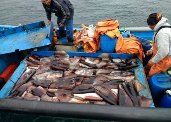 Diputados de Comisión de Economía solicitan al Gobierno un verdadero apoyo a pescadores artesanales ante intención de industriales por extraer jibia por arrastre