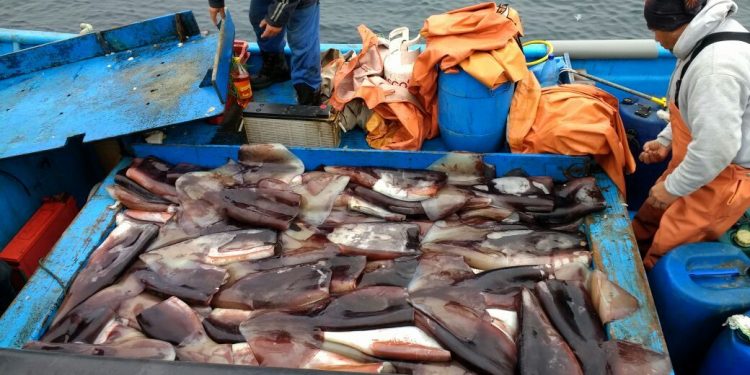 Diputados de Comisión de Economía solicitan al Gobierno un verdadero apoyo a pescadores artesanales ante intención de industriales por extraer jibia por arrastre