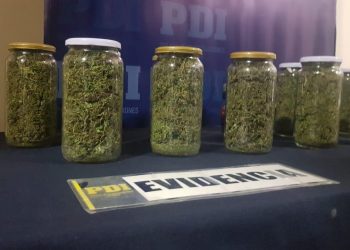 PDI decomisa más de 86 millones de pesos en cannabis sativa que iba ser comercializada en Los Andes y San Felipe ﻿