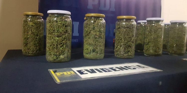 PDI decomisa más de 86 millones de pesos en cannabis sativa que iba ser comercializada en Los Andes y San Felipe 