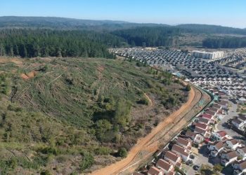 Diputado Díaz advierte sobre tala indiscriminada de árboles en Curauma en plena pandemia