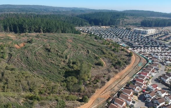 Diputado Díaz advierte sobre tala indiscriminada de árboles en Curauma en plena pandemia