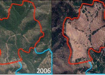 Científicos de 15 universidades chilenas se unen en defensa del bosque nativo