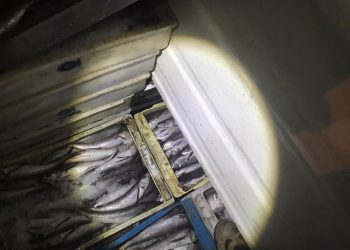 El 1 de septiembre comienza la veda de la merluza común