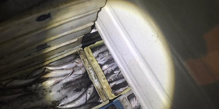 El 1 de septiembre comienza la veda de la merluza común