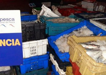 Casi 6 mil kilos de pesca ilegal son incautados tras fiscalización pesquera en la macrozona centro del país