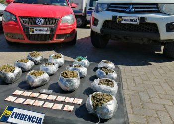 15 mil dosis de cannabis sativa fueron decomisadas en control carretero por la PDI de La Calera
