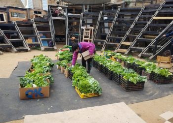 Académicas UPLA trabajan junto a vecinos y obtienen vegetales sin plaguicidas ni fertilizantes
