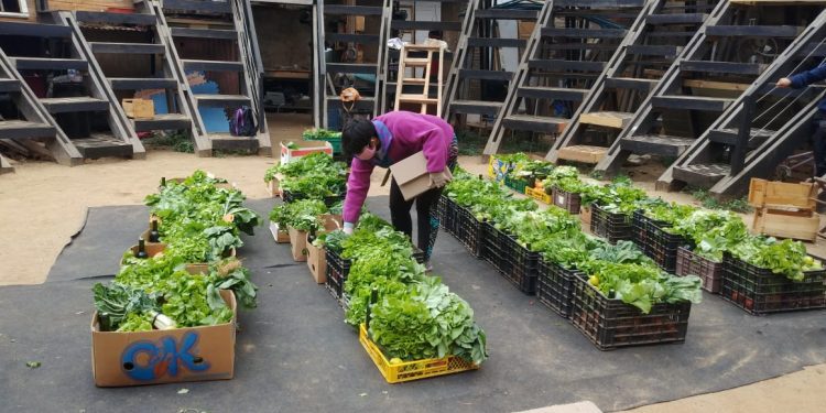 Académicas UPLA trabajan junto a vecinos y obtienen vegetales sin plaguicidas ni fertilizantes