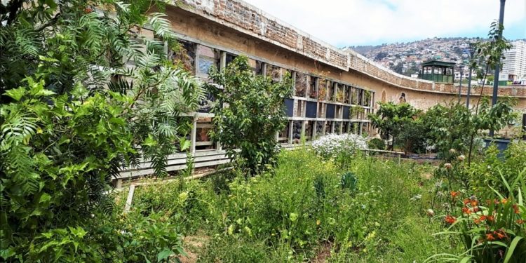 Valparaíso: Huertos Urbanos Comunitarios resurgen en la comuna y ya suman 23