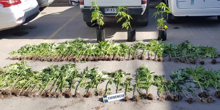 Un detenido deja incautación de 95 plantas de cannabis en parcela de Algarrobo