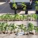 Un detenido deja incautación de 95 plantas de cannabis en parcela de Algarrobo