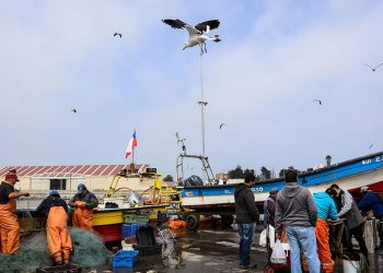 Pescadores de la Región de Valparaíso podrán financiar desde camiones hasta salas de proceso para reactivar labores