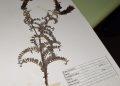 Herbario UPLA publica colección de plantas terrestres en plataforma digital abierta al mundo