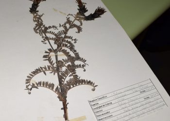 Herbario UPLA publica colección de plantas terrestres en plataforma digital abierta al mundo
