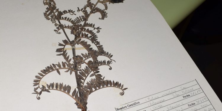 Herbario UPLA publica colección de plantas terrestres en plataforma digital abierta al mundo