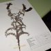 Herbario UPLA publica colección de plantas terrestres en plataforma digital abierta al mundo