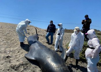Necropsia de ballena varada en playa de Ritoque es coordinada por Sernapesca