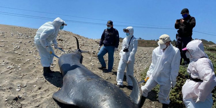 Necropsia de ballena varada en playa de Ritoque es coordinada por Sernapesca