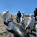 Necropsia de ballena varada en playa de Ritoque es coordinada por Sernapesca