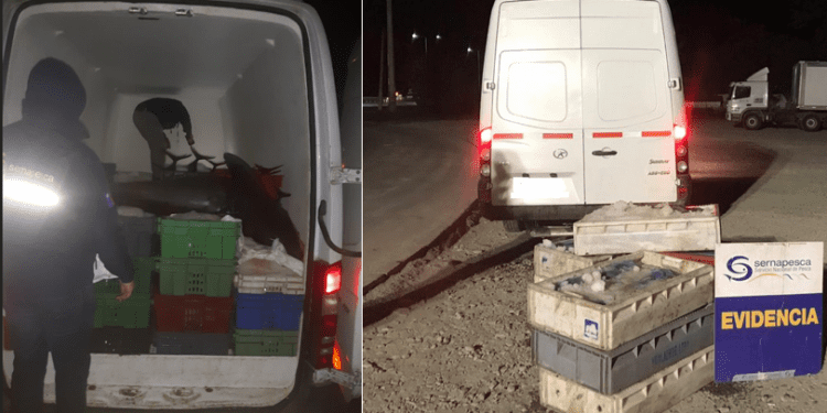 En Valparaíso Sernapesca incauta una tonelada de merluza de procedencia ilegal