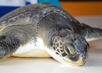 En Valparaíso crean voluntariado para proteger especies marinas