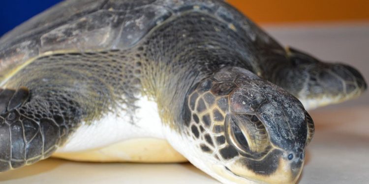 En Valparaíso crean voluntariado para proteger especies marinas