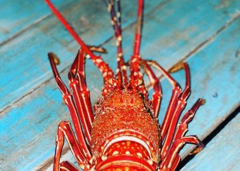 Hasta el 1 de marzo se extenderá la veda de la Langosta de Rapa Nui