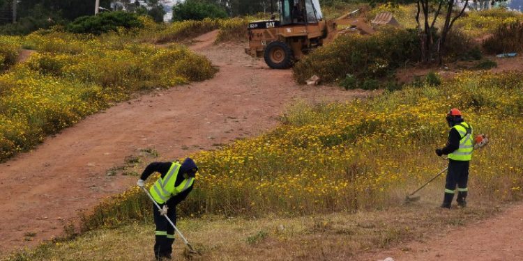 Plan de prevención de incendios forestales: en Viña del Mar aumentan extensión de cortafuegos