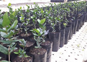 Más de siete mil árboles fueron entregados por Conaf a sectores urbanos y periurbanos de la Región de Valparaíso este año