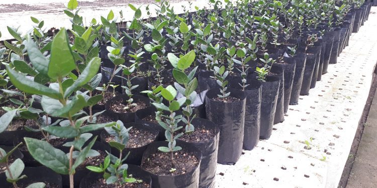 Más de siete mil árboles fueron entregados por Conaf a sectores urbanos y periurbanos de la Región de Valparaíso este año