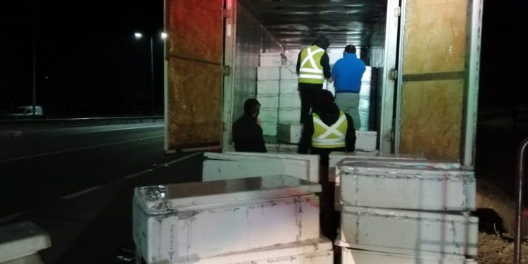 Más de 1,8 toneladas de pesca ilegal fueron incautadas en control carretero