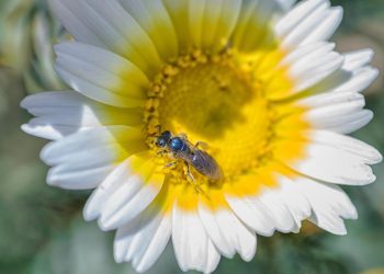 Académico de la UPLA asegura que nuestra alimentación no depende de la abeja de miel
