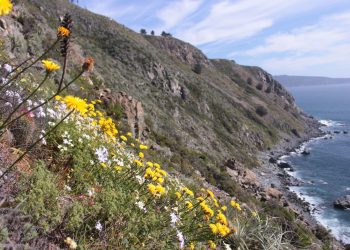 Valparaíso: acantilados de Laguna Verde poseen más de 300 especies de flora que urge conservar