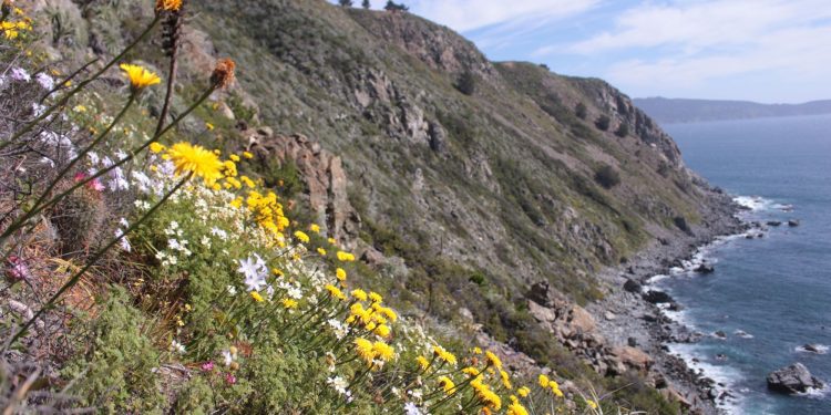 Valparaíso: acantilados de Laguna Verde poseen más de 300 especies de flora que urge conservar