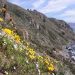 Valparaíso: acantilados de Laguna Verde poseen más de 300 especies de flora que urge conservar