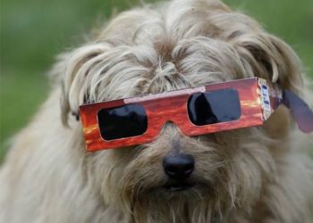 Médico veterinario aclara mitos sobre las mascotas y el eclipse solar