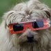 Médico veterinario aclara mitos sobre las mascotas y el eclipse solar