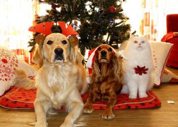 ¿Quiere adoptar o comprar una mascota en Navidad? Médico Veterinario recomienda discutirlo en familia antes de decidir