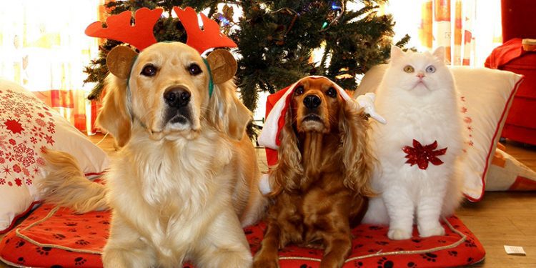 ¿Quiere adoptar o comprar una mascota en Navidad? Médico Veterinario recomienda discutirlo en familia antes de decidir
