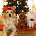 ¿Quiere adoptar o comprar una mascota en Navidad? Médico Veterinario recomienda discutirlo en familia antes de decidir