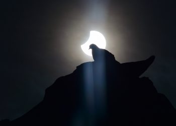 Eclipse total de sol: advierten que animales podrían verse desconcertados