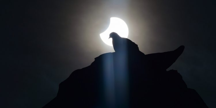 Eclipse total de sol: advierten que animales podrían verse desconcertados