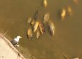 Viña del Mar: centenares de peces muertos aparecen en el estero Marga Marga tras rotura de matriz de aguas servidas