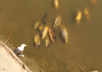 Viña del Mar: centenares de peces muertos aparecen en el estero Marga Marga tras rotura de matriz de aguas servidas